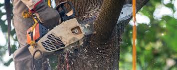 Best Tree Risk Assessment  in Sweetwater, TX