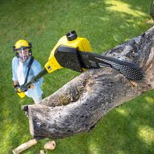 Trusted Sweetwater, TX Tree Services Experts