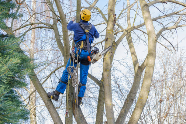 Best Firewood Processing and Delivery  in Sweetwater, TX