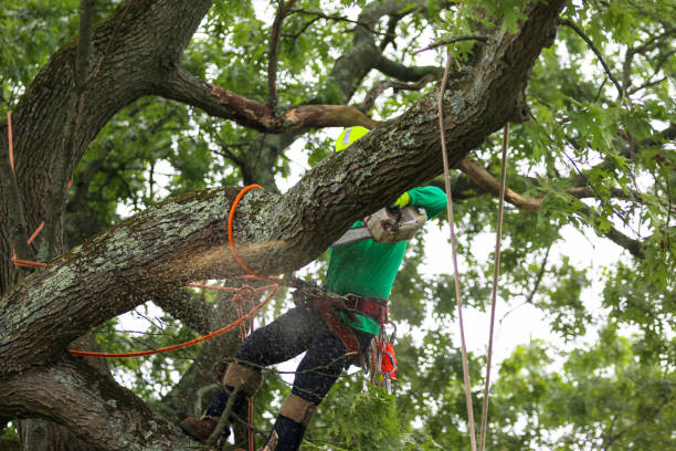 Best Tree and Shrub Care  in Sweetwater, TX