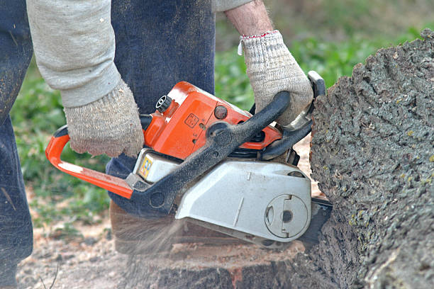 Best Tree Removal  in Sweetwater, TX