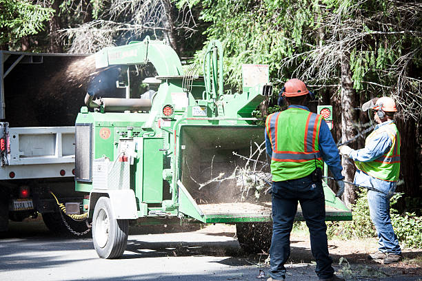 Best Tree Preservation Services  in Sweetwater, TX