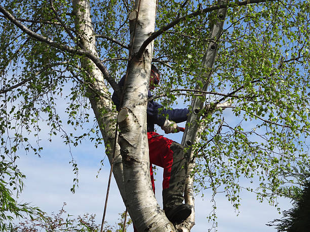 Best Emergency Tree Removal  in Sweetwater, TX