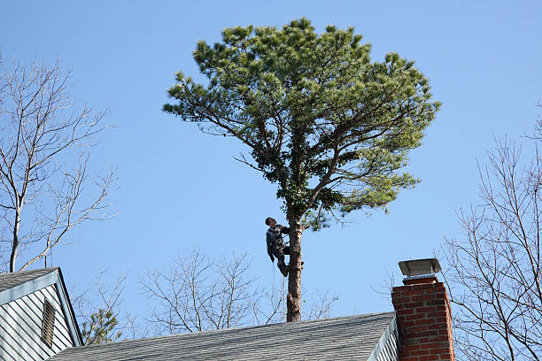 Best Tree Mulching  in Sweetwater, TX